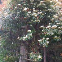 カナメモチ,樹木の画像