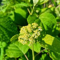 アナベル,オルレア,かわいい,開花,つぼみの画像
