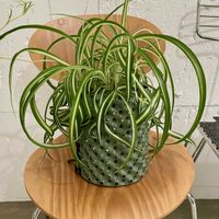 オリヅルラン,オリヅルラン ボニー,観葉植物,復活,キキ　オリヅルランの画像