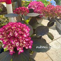 アジサイ,黒葉紫陽花 エクリプス,紫陽花 エクリプス,紫陽花 アジサイ あじさい,放置栽培の画像