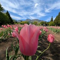 チューリップ,モッコウバラ,グランデアモーレ,ローズパフェ,いつもありがとう♡の画像