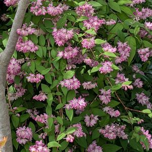 テイカカズラ,オリーブの花,箱根空木（ハコネウツギ）,箱根空木（ハコネウツギ）,スタージャスミン（トウテイカカズラ）の画像