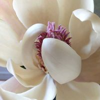 山野草,収穫,生け花,道の駅,えだものの画像