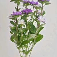 アスター,アスター ステラトップブルー,アスター　ステラトップブルー,一人一花,一人一花運動@福岡市の画像