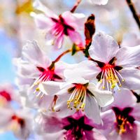 サクラ,登山,季節の花,花のある暮らし,緑のある暮らしの画像