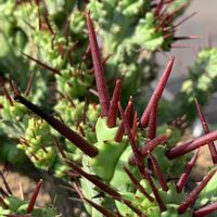 多肉植物,ユーフォルビア,赤いトゲ,モンスト,綴化株の画像