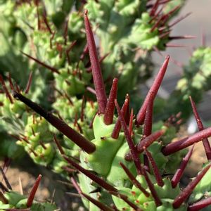 多肉植物,ユーフォルビア,赤いトゲ,モンスト,綴化株の画像