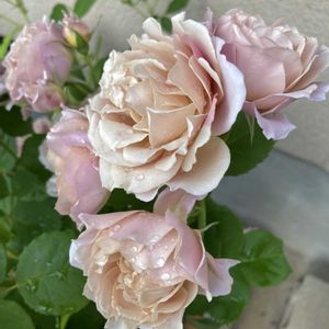 バラ いおり,バラ いおり,大好き,バラ 鉢植え,薔薇♪の画像