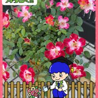 ミニバラ,ガーデニング,花のある暮らし,PR,カダンアワード2026の画像