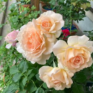バラ ジュードジオブスキュア,キャンドスビューティー,大好き,イングリッシュ・ローズ,バラ 鉢植えの画像