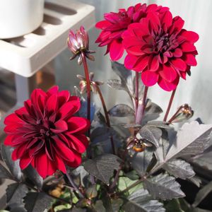 ダリアダラヤミーナアルナ,ガーデニング,ウッドデッキ,花のある暮らし,春の花壇の画像