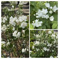 バイカウツギ,樹木の花の画像
