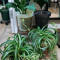 オリヅルラン,オリヅルラン ボニーの画像