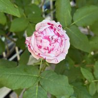 ばら バラ 薔薇,フェンス,庭の画像