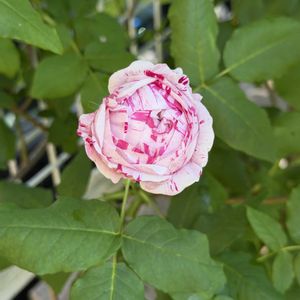 ばら バラ 薔薇,フェンス,庭の画像