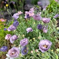 アリウム,アメージング グレイ,花のある暮らし,平和を願う,しぞーか勢の画像