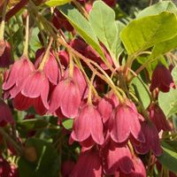 サラサドウダン,ベニサラサドウダン,癒し,花のある暮らし,ノンビリの画像