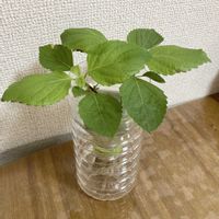 大葉 青しそ,大葉 青しそ,水耕栽培,もう少しで２ヶ月の画像