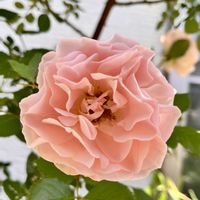ポーチュラカ,ばら バラ 薔薇,庭の画像