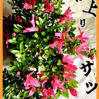 雲間草,盆栽,小品盆栽,お庭の植物,iPhone撮影の画像