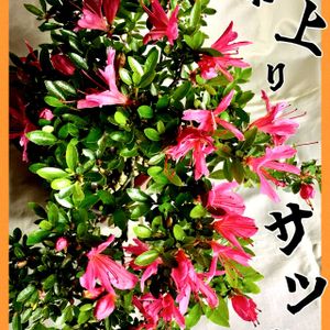 雲間草,盆栽,小品盆栽,お庭の植物,iPhone撮影の画像