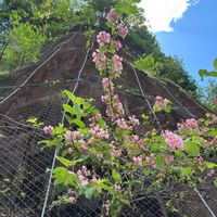 タニウツギ,カナメモチ,オニグルミ,クルミ,クルミの画像