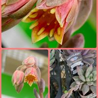 ガザニア,サボテン,キンセイマル,多肉植物,花芽の画像