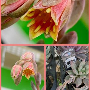 ガザニア,サボテン,キンセイマル,多肉植物,花芽の画像