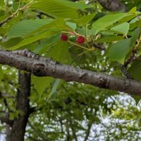 サクラ,オオシマザクラ(大島桜）,紫金山公園での画像