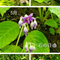 アジサイ,イワタバコ,鎌倉　鶴岡八幡宮,番外編　♪♪,朝の散策の画像