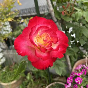 フランソワジュランビル,ダブルデライト,剪定,ばら バラ 薔薇,チーム魔女っ子の画像