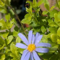 デージー,寄せ植えの画像