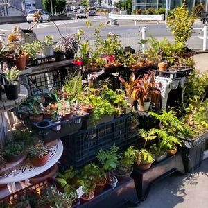 多肉植物,ウラボシ科,ビカクシダ属,食中植物,塊根の画像