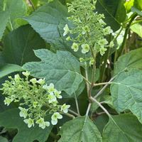 カシワバアジサイ,アナベル,紫陽花・スターリットスカイ,あじさい ポップコーン,アジサイ ブルースカイの画像