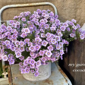 ニーレンベルギア,花のある暮らし,緑のある暮らし,ナチュラルスタイル,ありがとう♡の画像