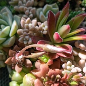 桜吹雪,桜吹雪,多肉植物,多肉寄せ植え,多肉の花の画像