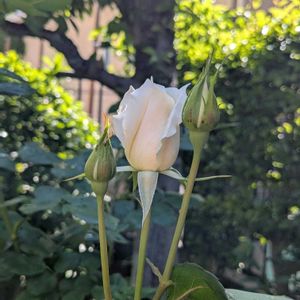 ミリオンベル,バラ（薔薇）,新緑の庭で,挿し木から成長,嬉しい❤️の画像