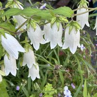ホタルブクロ,ホタルブクロ,白い花,キキョウ科,散歩道の花の画像