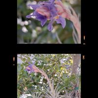 チランジア属,花のある暮らし,狭いお庭の画像