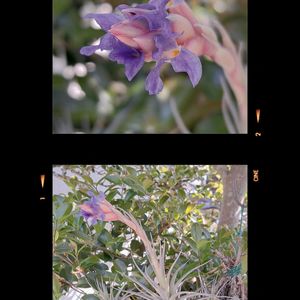 チランジア属,花のある暮らし,狭いお庭の画像