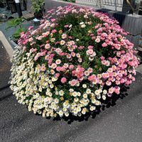 ローダンセマムの画像