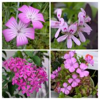 アグロステンマ,ムシトリナデシコ,ローズゼラニウム,ハマナデシコ,花のある暮らしの画像