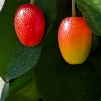 ビックリグミ,庭の画像