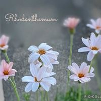 ラナンキュラス,ローダンセマム　アプリコットジャム,寄せ植え,癒しのお花,愛の花♡の画像