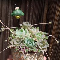子持ち蓮華,アメイジング・グレイス,バニラスムージー,ミシュリン,軒下の画像