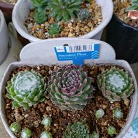 クスノキ,多肉植物,ベランダガーデン,多肉初心者,癒しの画像