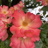 アロマティカス,多肉植物,緑のある暮らし,お花大好き,街中の花の画像