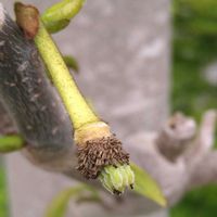 ポポー,種から,無農薬栽培,もふもふ,SDGsの画像