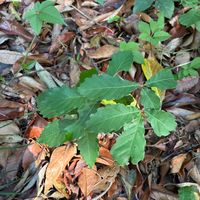 コナラ,花のある暮らし,お散歩写真,緑のある暮らし,GSに感謝。の画像