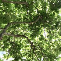 白木蓮,木漏れ日,新緑の季節,お気に入りの樹木の画像